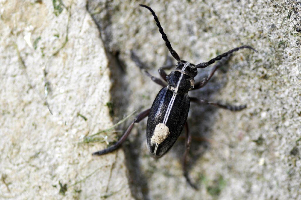 Dorcadion (Pedestredorcadion) etruscum, maschio